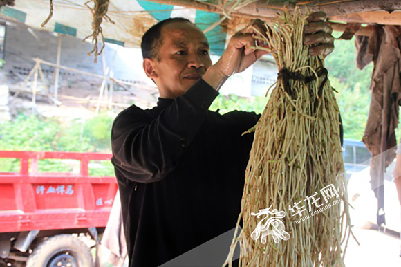 折耳根会致癌？别紧张 重庆多位专家告诉你真相