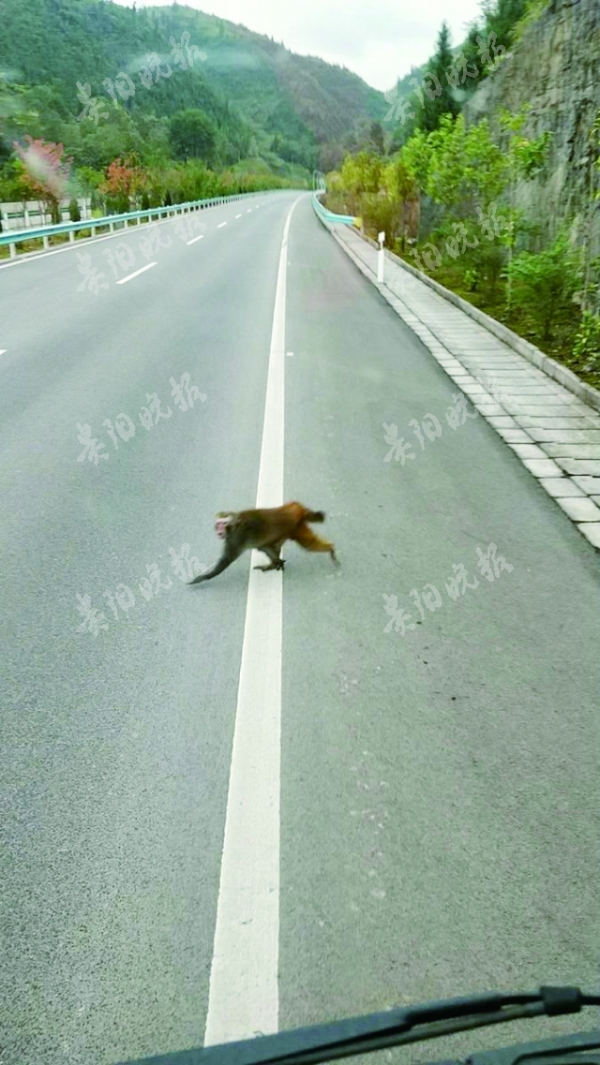 30斤重野猴在高速公路出没 跳到警察腿上又挠又咬
