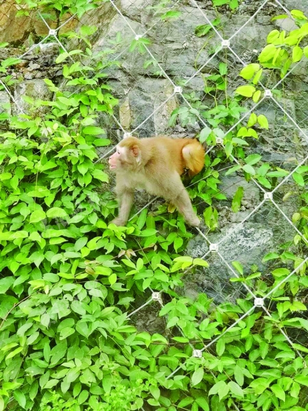 30斤重野猴在高速公路出没 跳到警察腿上又挠又咬